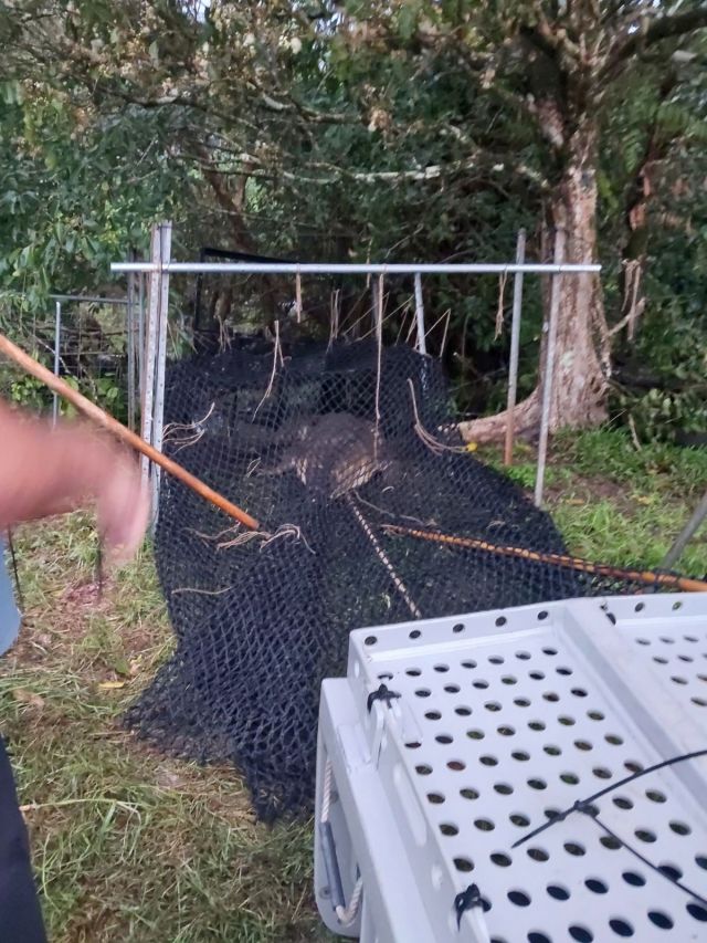 Photo of the crocodile was captured in a baited trap