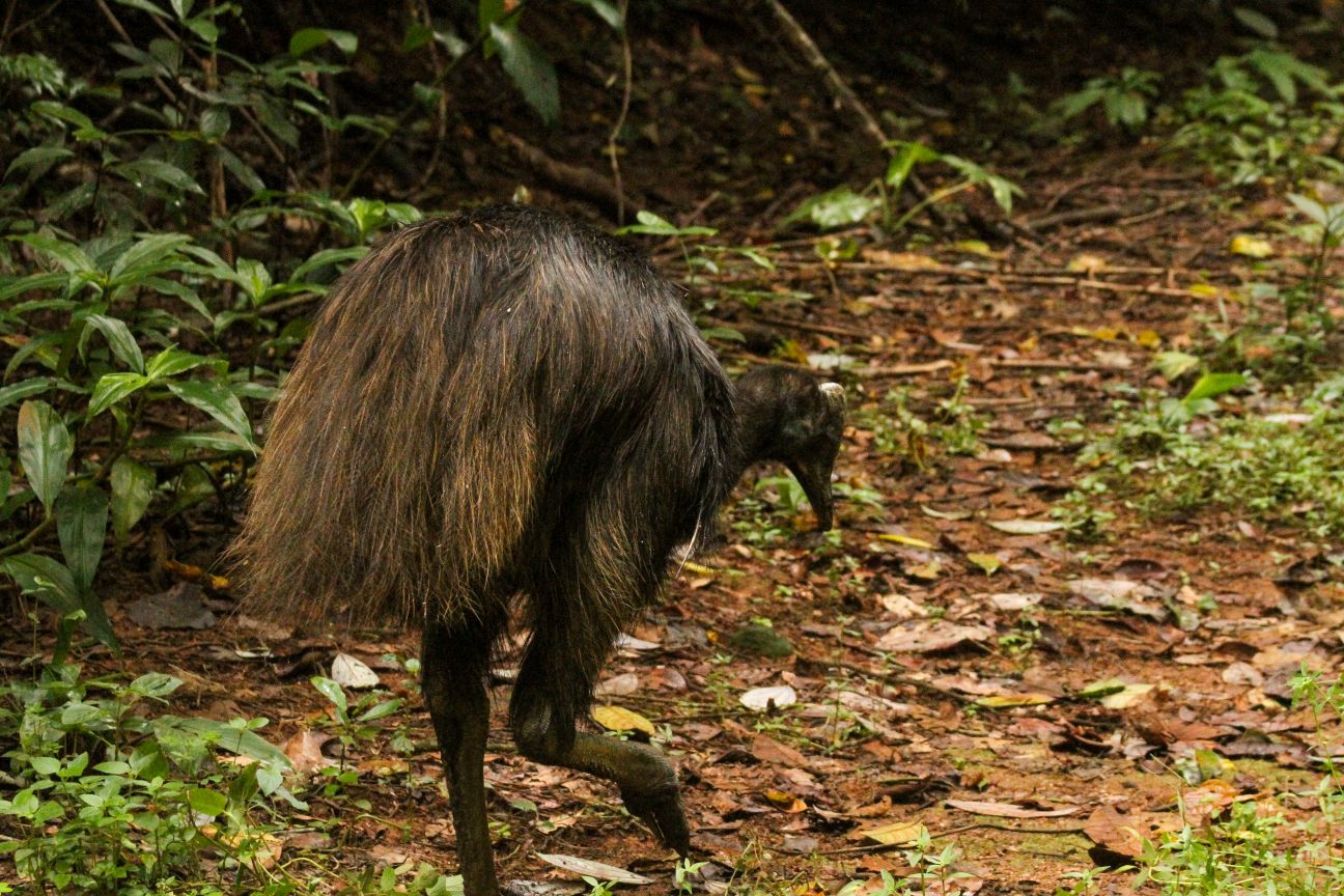Male cassowary shown from behind, walking along path in forest/shrub