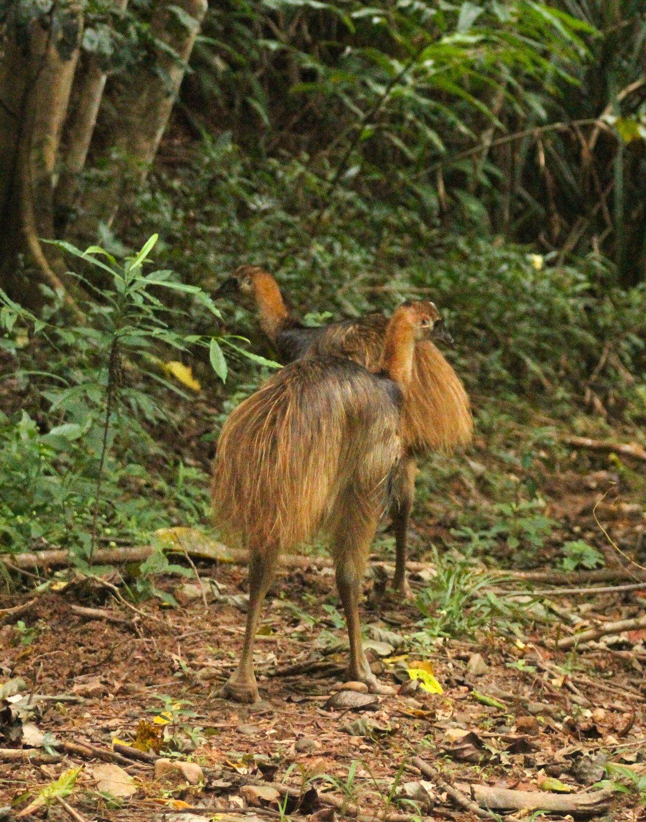 Two young cassowaries walking in a forest