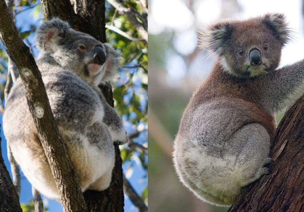 Side-by-side image of two koalas: left side shows a northern koala greyer in colour and smaller, right side shows a southern koala with slightly browner colouring and of a larger size. 