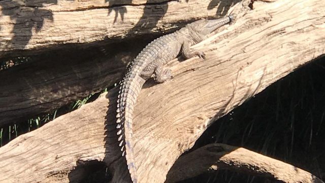 Crocodile with mouth taped shut
