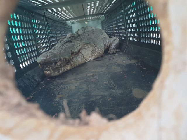 Captured crocodile