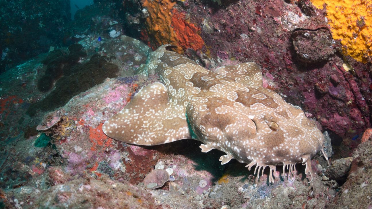 A brown and white spotted wobbegong shark rests on a colourful reef.
