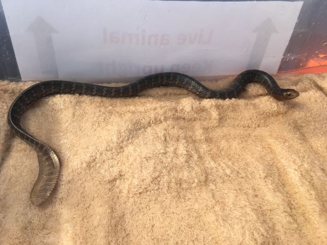 The female sea snake was unlawfully taken from the wild.