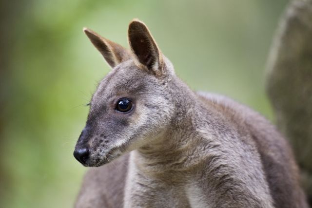 Dryander National Park is one of the only known habitats of the endangered Proserpine rock wallaby