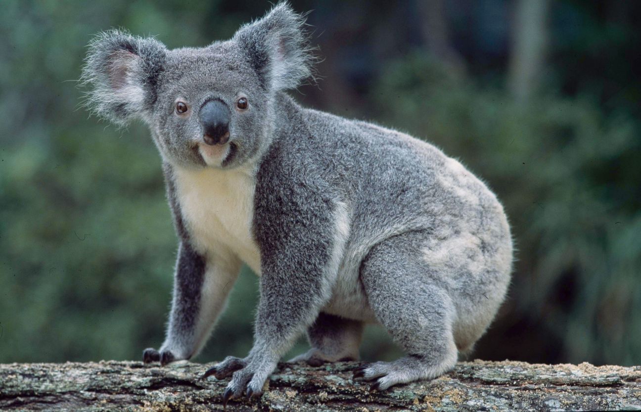 Photo of an adult koala with grey colouring and a white chest perched on a horizontal log.