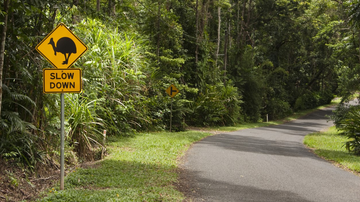 A bright yellow road sign cautioning drivers to be aware of cassowaries in the area.