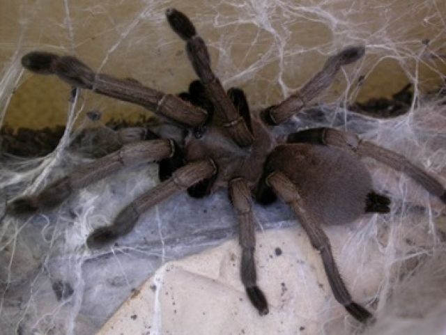 Male whistling tarantula