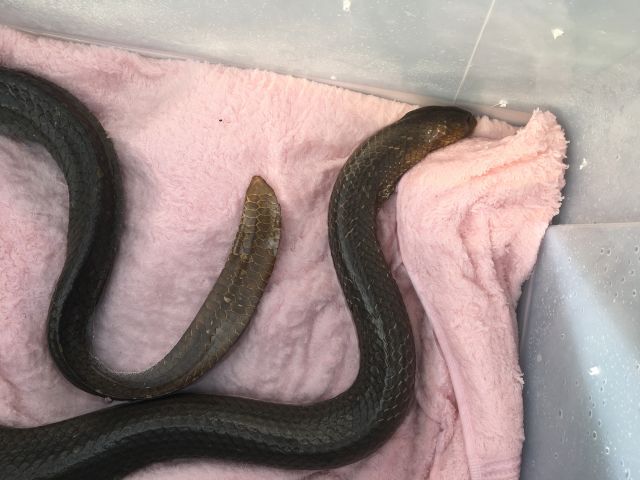 The juvenile sea snake was born in captivity.