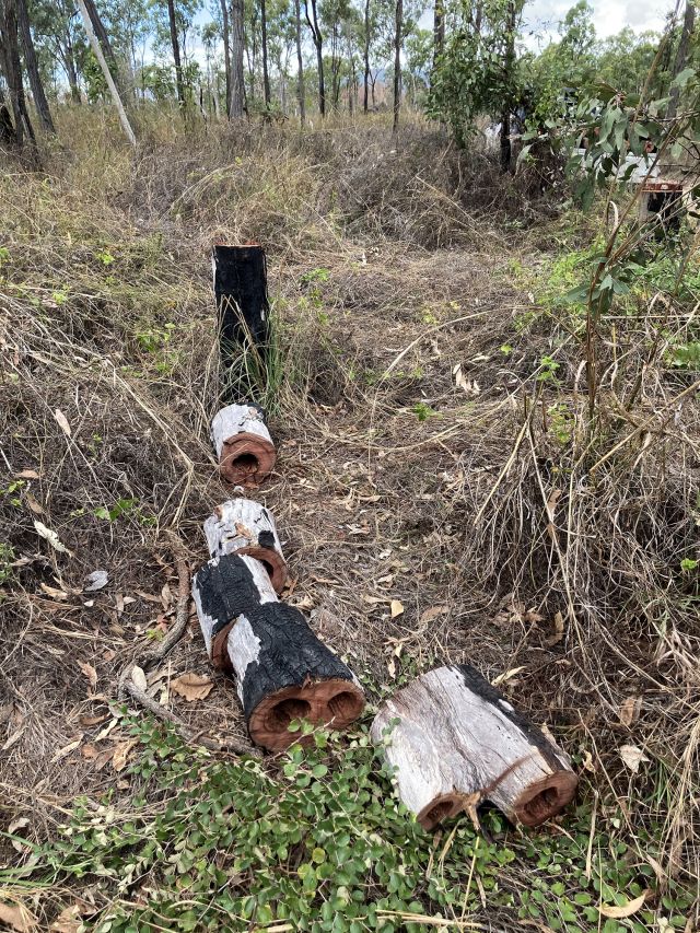 Photos of trees which were unlawfully cut down in Pinnacles Reserve.