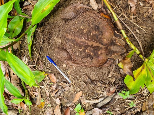 The cane toad weighed in at 2.7kg.