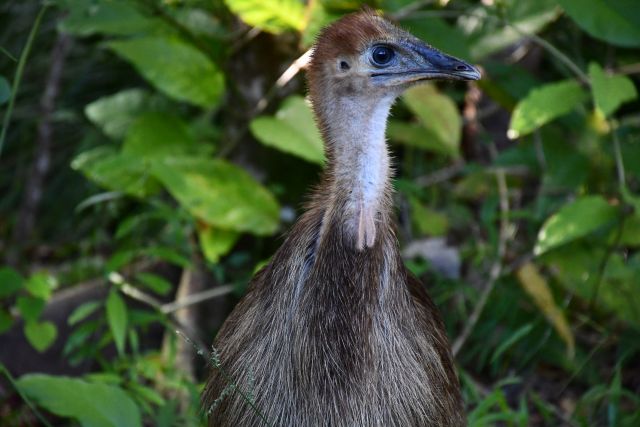 Image of a cassowary which was rescued in April, and is being transferred to the Barrine facility.