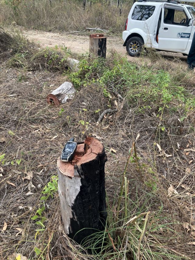 Photo showing trees were unlawfully cut down in Pinnacles Reserve. It is unlawful to take bush timber from QPWS estate without a permit.