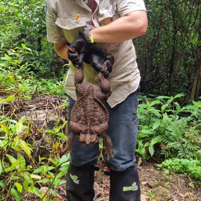 The cane toad was removed from the wild and humanely euthanised.