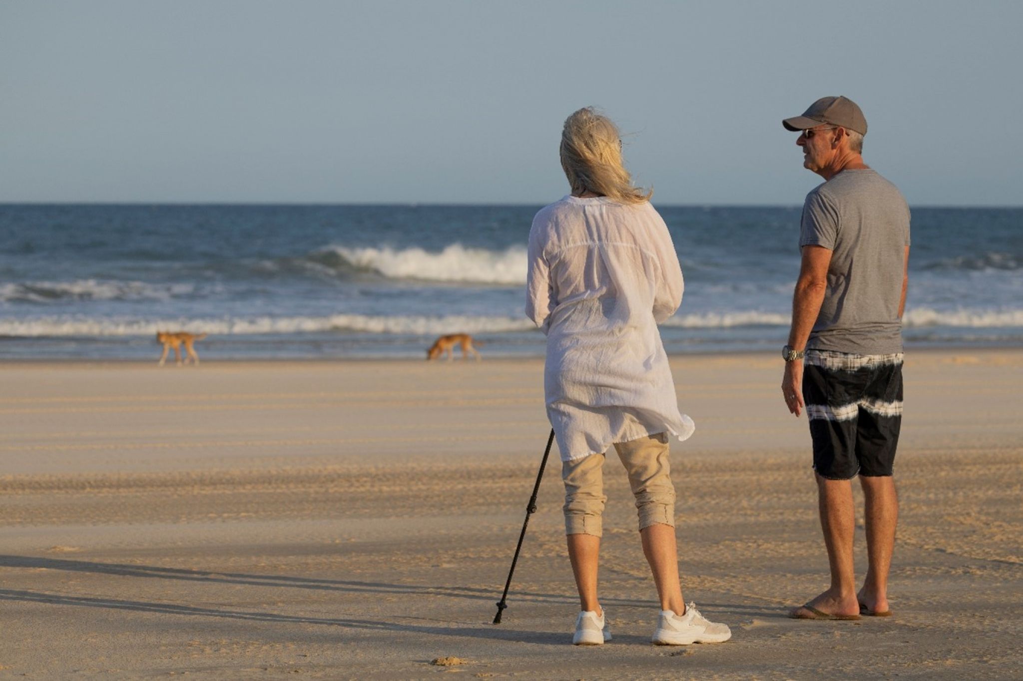 Photo of a couple observing dingoes nearby holding a safety stick.