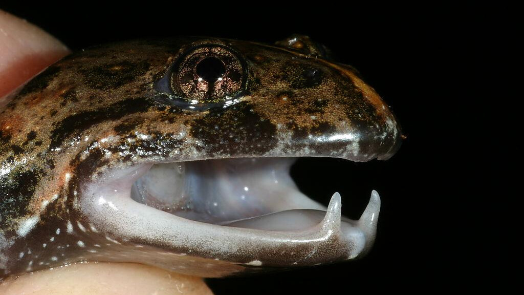 A close-up shot shows the head of a tusked frog with its mouth wide open, revealing two prominent, white, tusk-like projections on its lower jaw. 