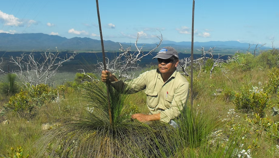 A man wearing a cap, sunglasses, and a khaki shirt kneels in tall grass on a hillside, holding the tall flower stalk of a grass tree. The landscape behind him features green vegetation, white-trunked trees, and distant blue mountains under a clear sky.