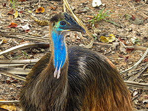 Image of a cassowary