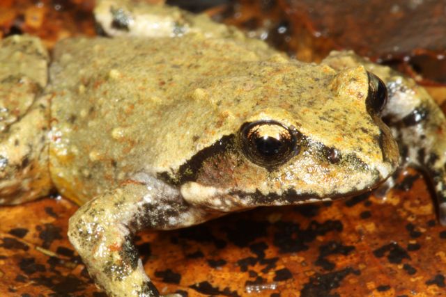 Philoria knowlesi frog
