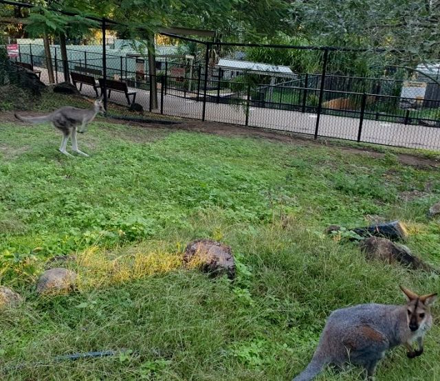 Photo of kangaroos which has a new home at the Rockhampton Zoo.