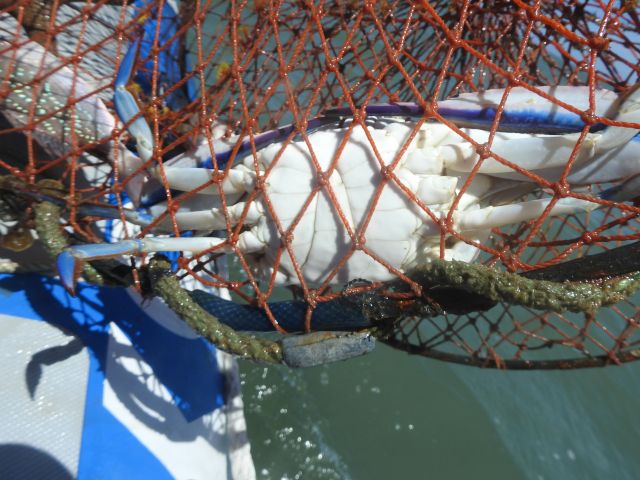 The fisher was caught with three crabs in his possession.