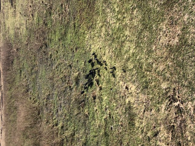 Feral pigs form herds, and can reproduce quickly.