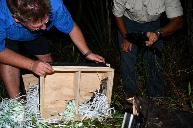 After travelling 5,600km, DES wildlife officers released the quolls at their Tablelands home.