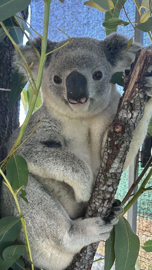 Photo of a sub adult male found on the Ring Road and taken to JCU vets.