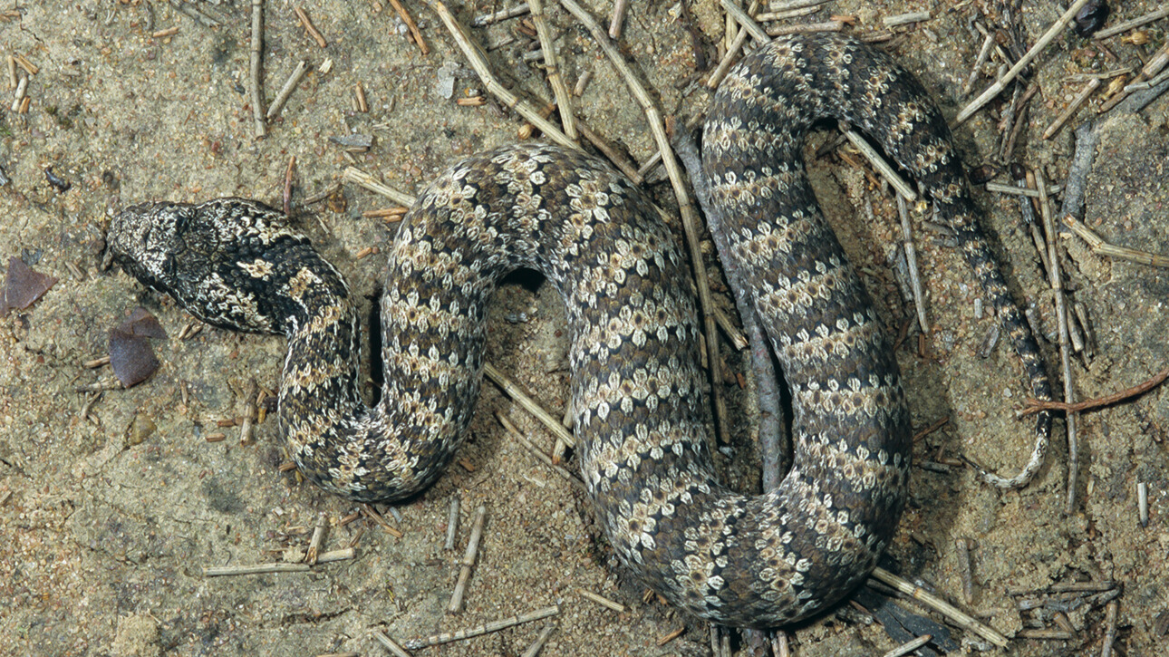 A common death adder snake with a complex pattern of light and dark markings, coiled on the ground amongst twigs.