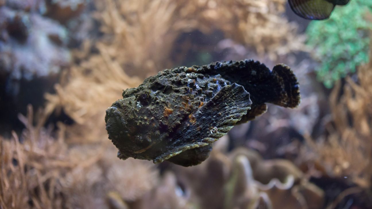 A mottled brown and black stonefish rests amongst coral in an aquarium setting.