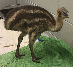 Image of a cassowary chick