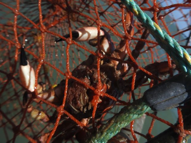 It is unlawful to take crabs and fish from a marine park.