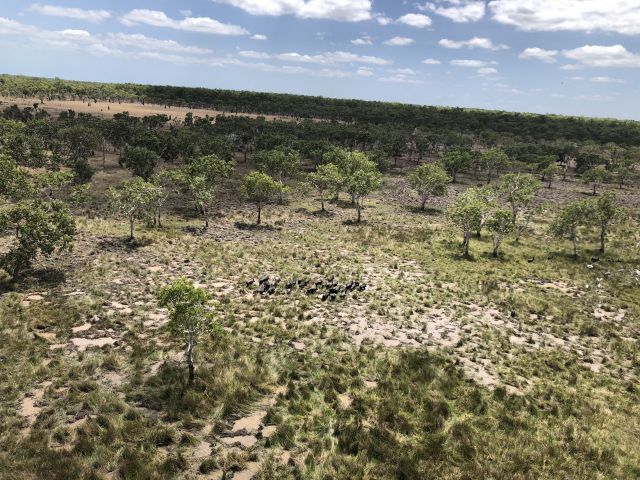 Feral pigs in Luma Luma swamp, which is a cultural site.