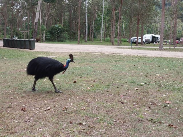 Photo of a cassowary at Murray Falls camping area