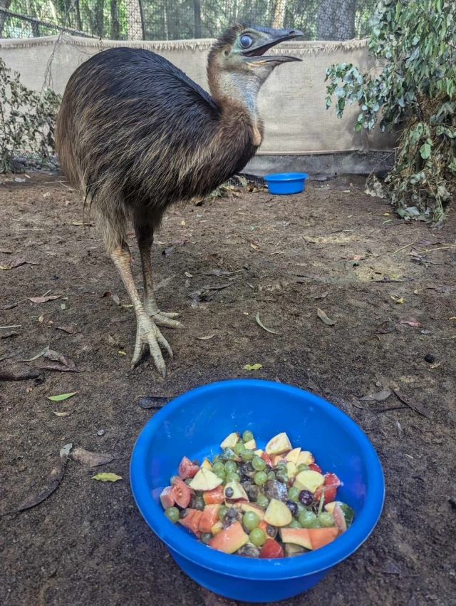 Photo of a cassowary chick with a bowl of cut up fruit