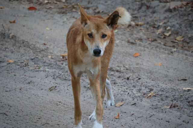 Yidney Rocks dingo