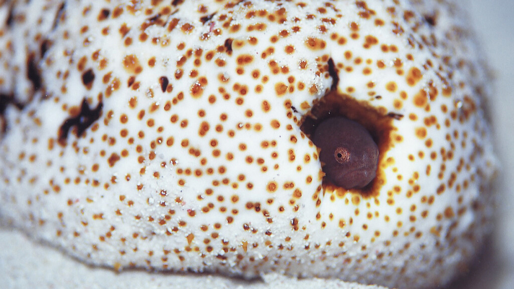 A small, pinkish pearlfish peeks out from a hole in a large, white and brown spotted sea cucumber.