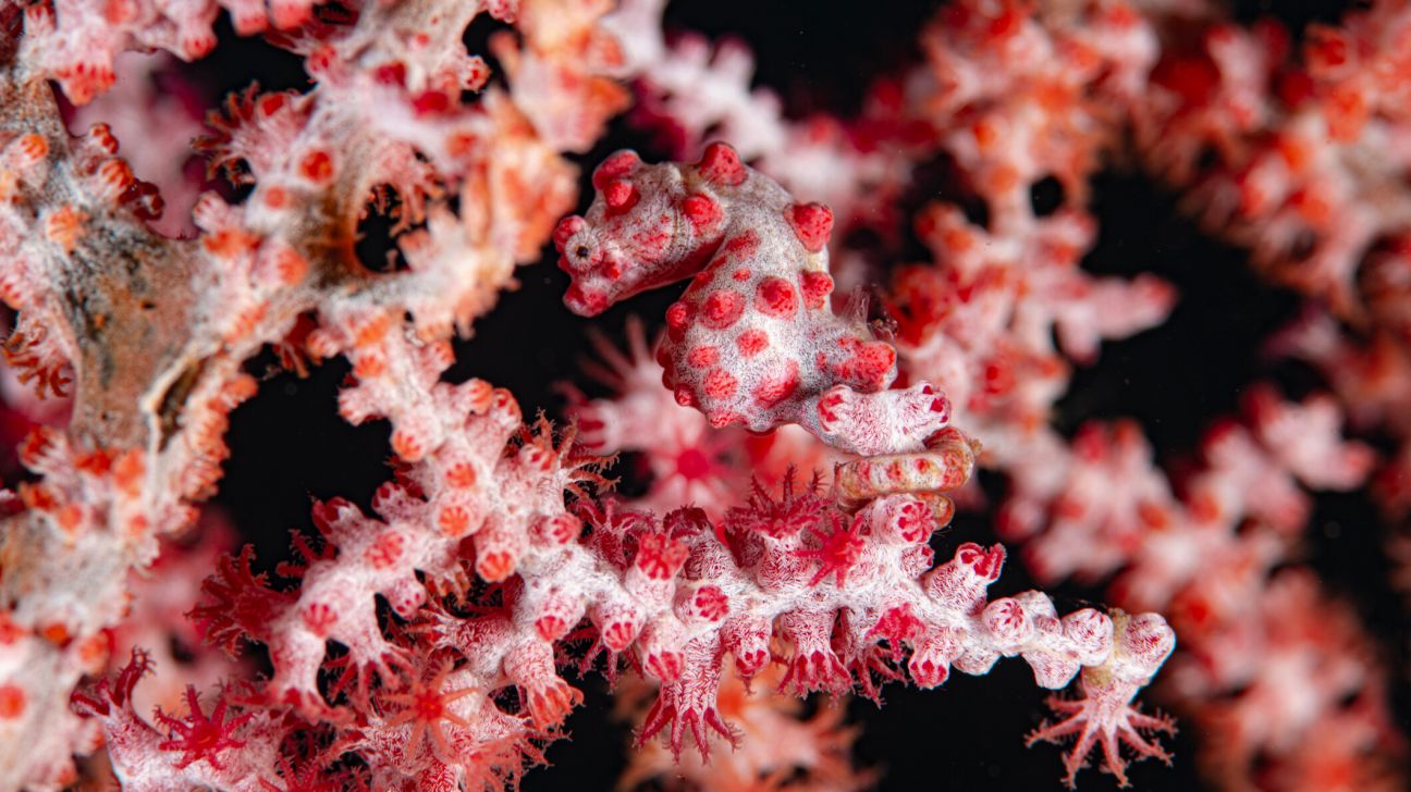A tiny, red and white pygmy seahorse blends in with the pink coral it's attached to. 
