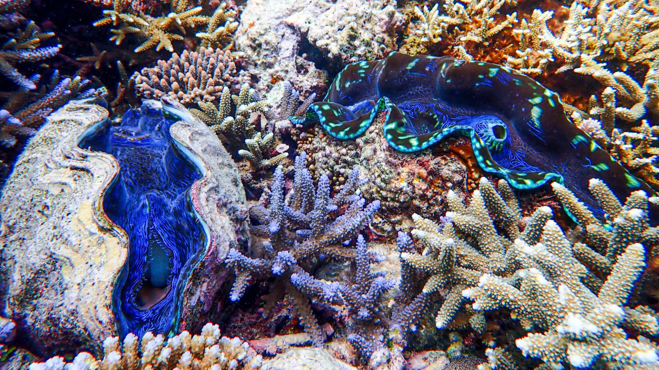  Two giant clams are nestled among coral, displaying vibrant blue and patterned interiors. 
